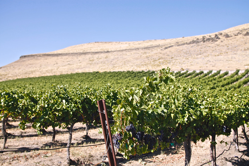 wine vineyards near me