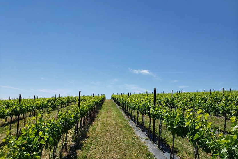 Naches Heights Vineyard | Wine Country | Wine Travel Destinations ...